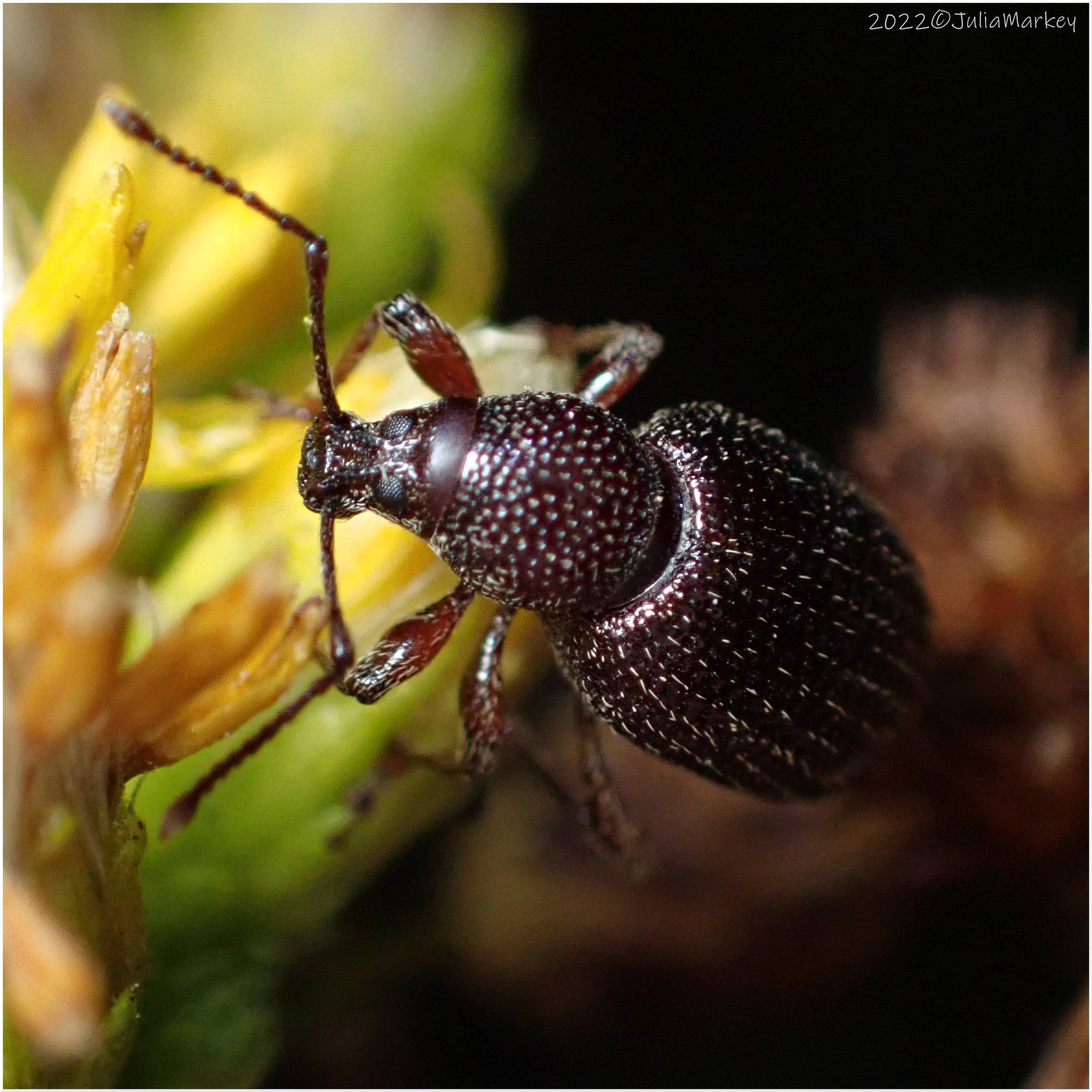 Otiorhynchus cribricollis