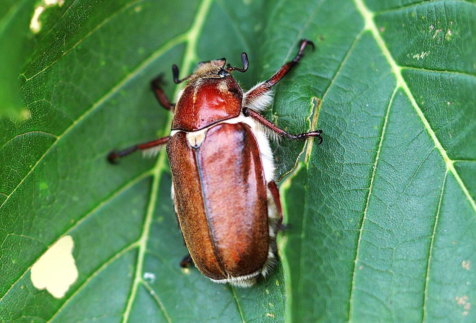 Anoxia villosa