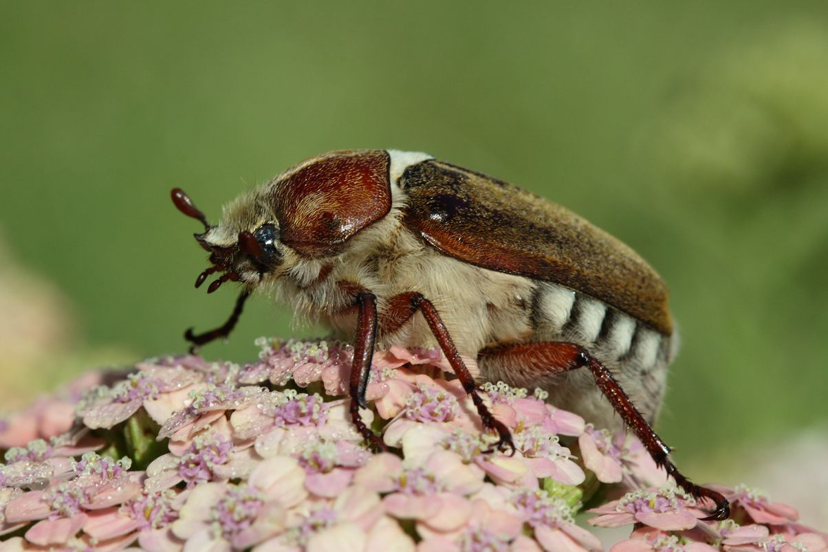 Anoxia villosa