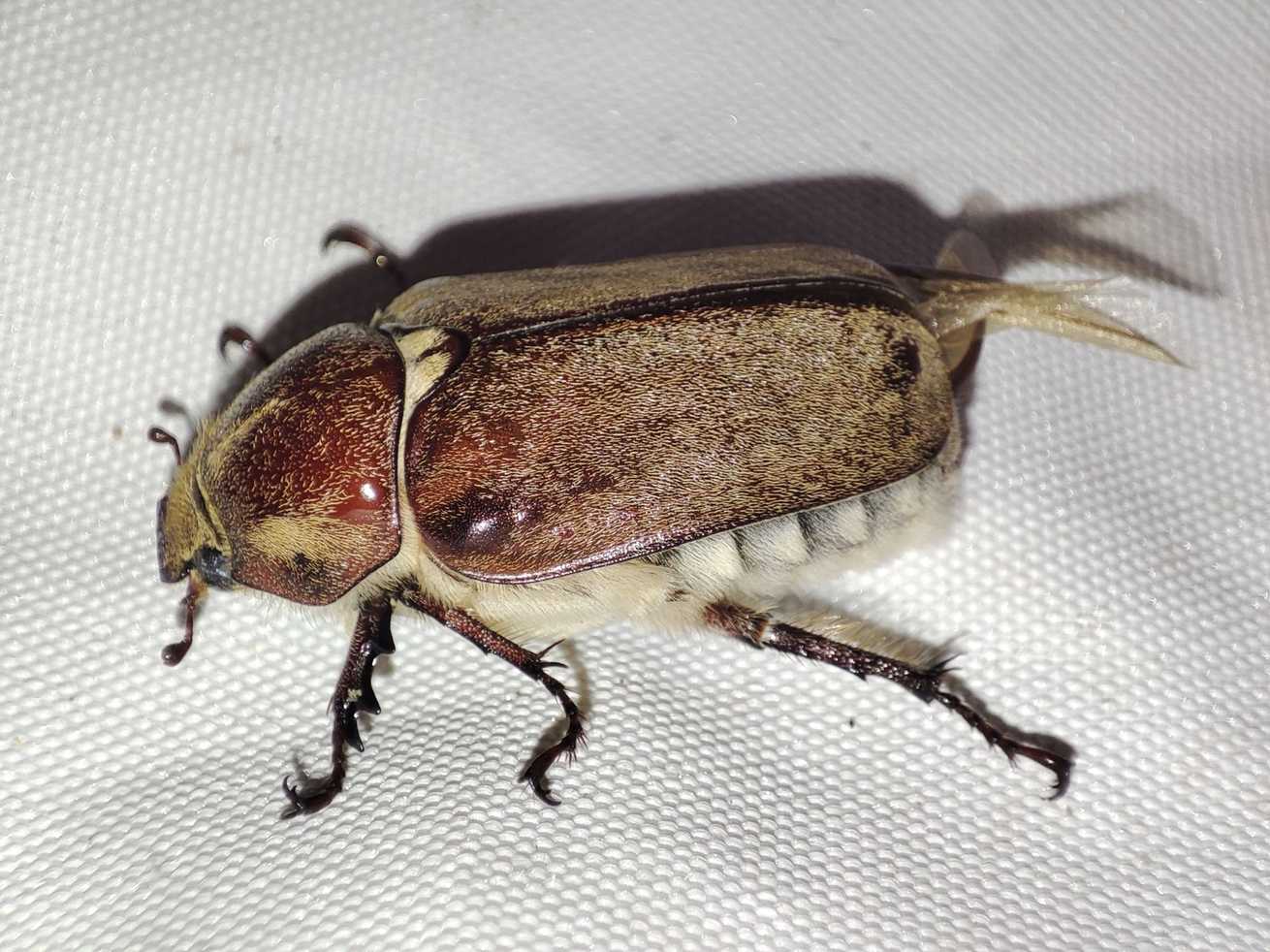 Anoxia villosa