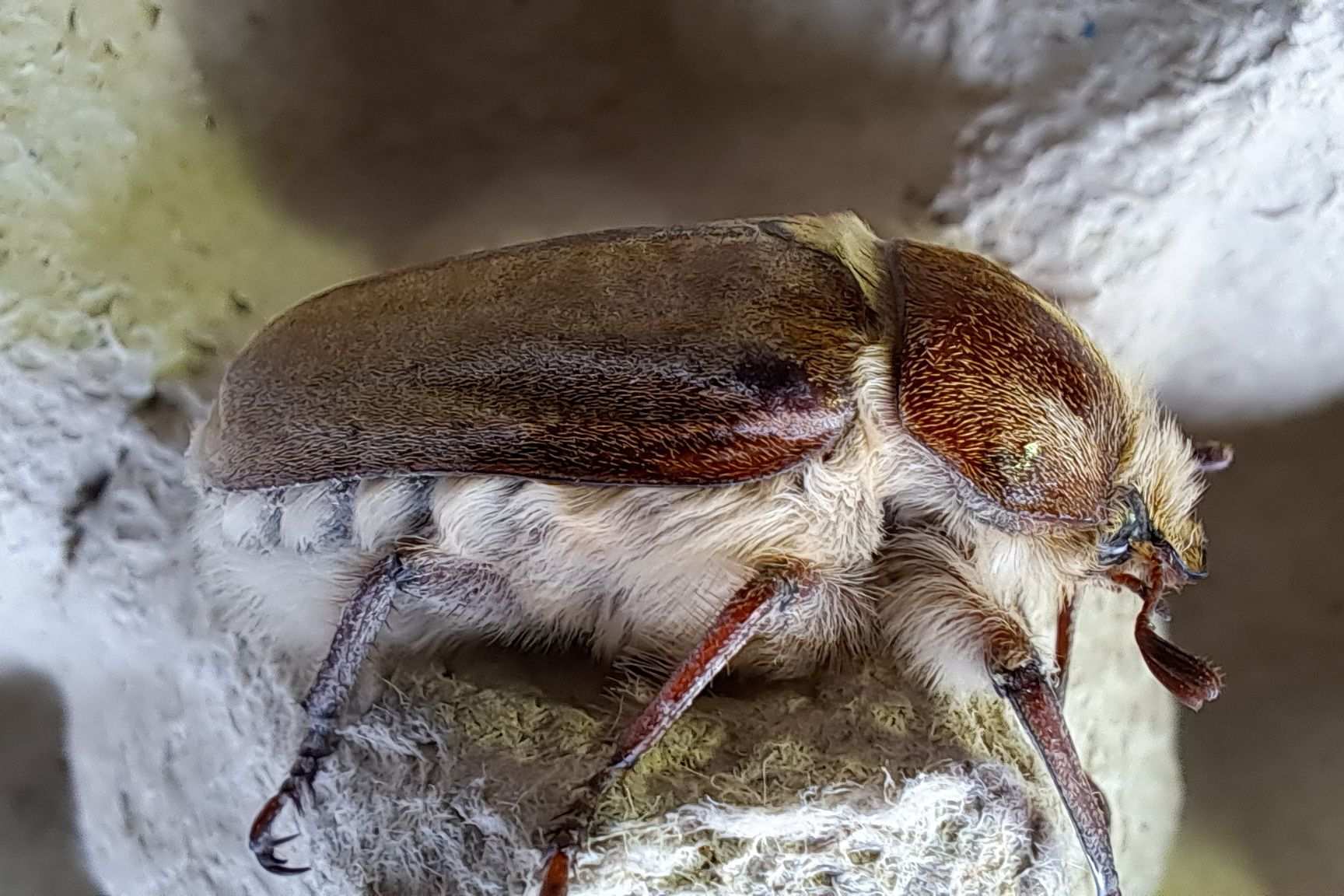 Anoxia villosa