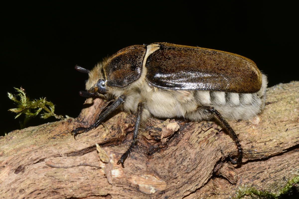 Anoxia villosa