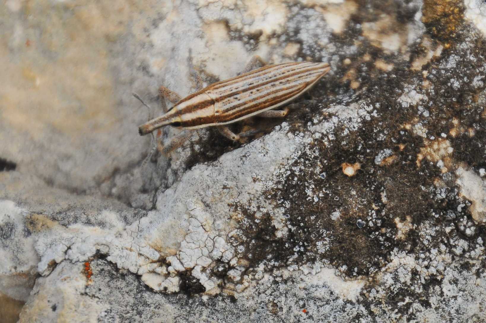 Lixus anguinus
