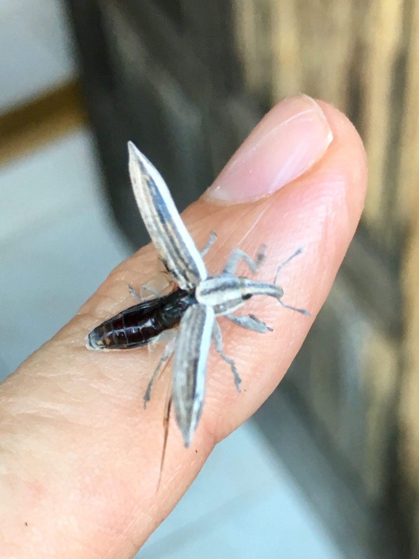 Lixus anguinus