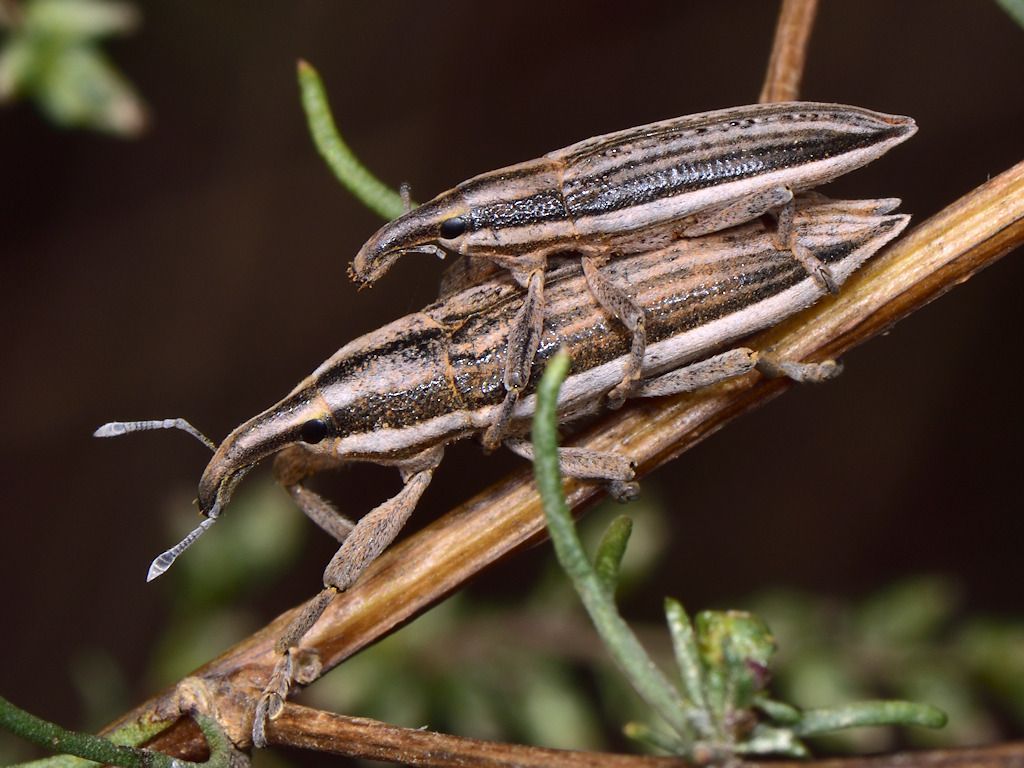 Lixus anguinus