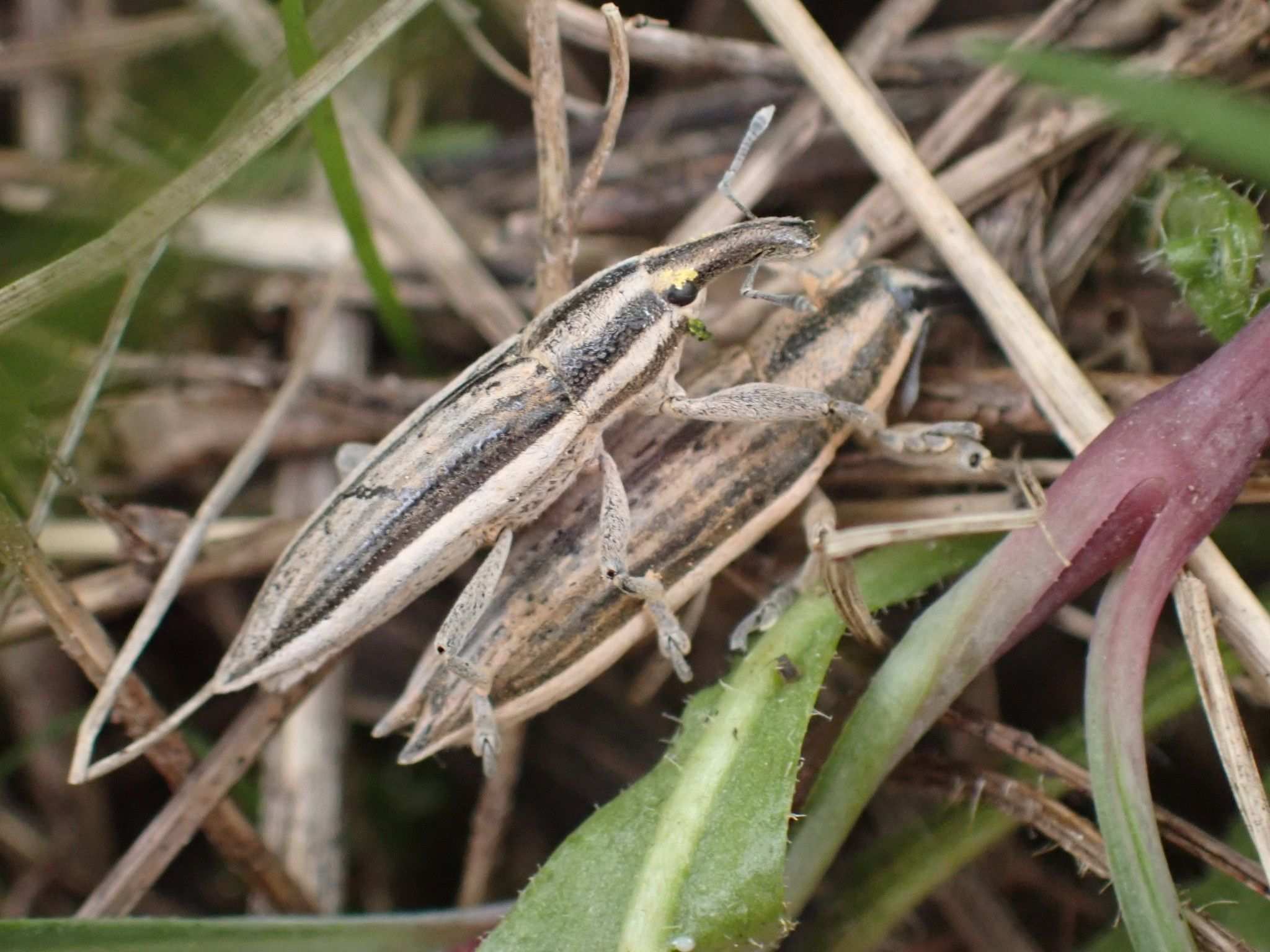 Lixus anguinus