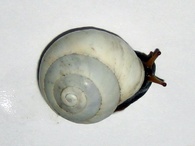 Sphincterochila candidissima