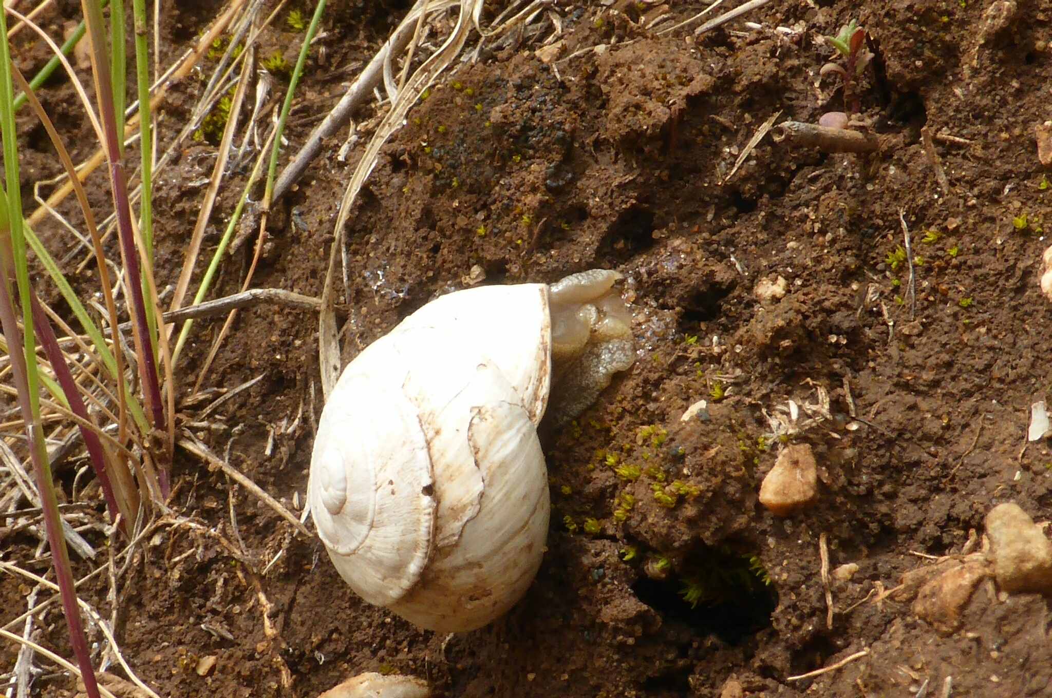 Sphincterochila candidissima