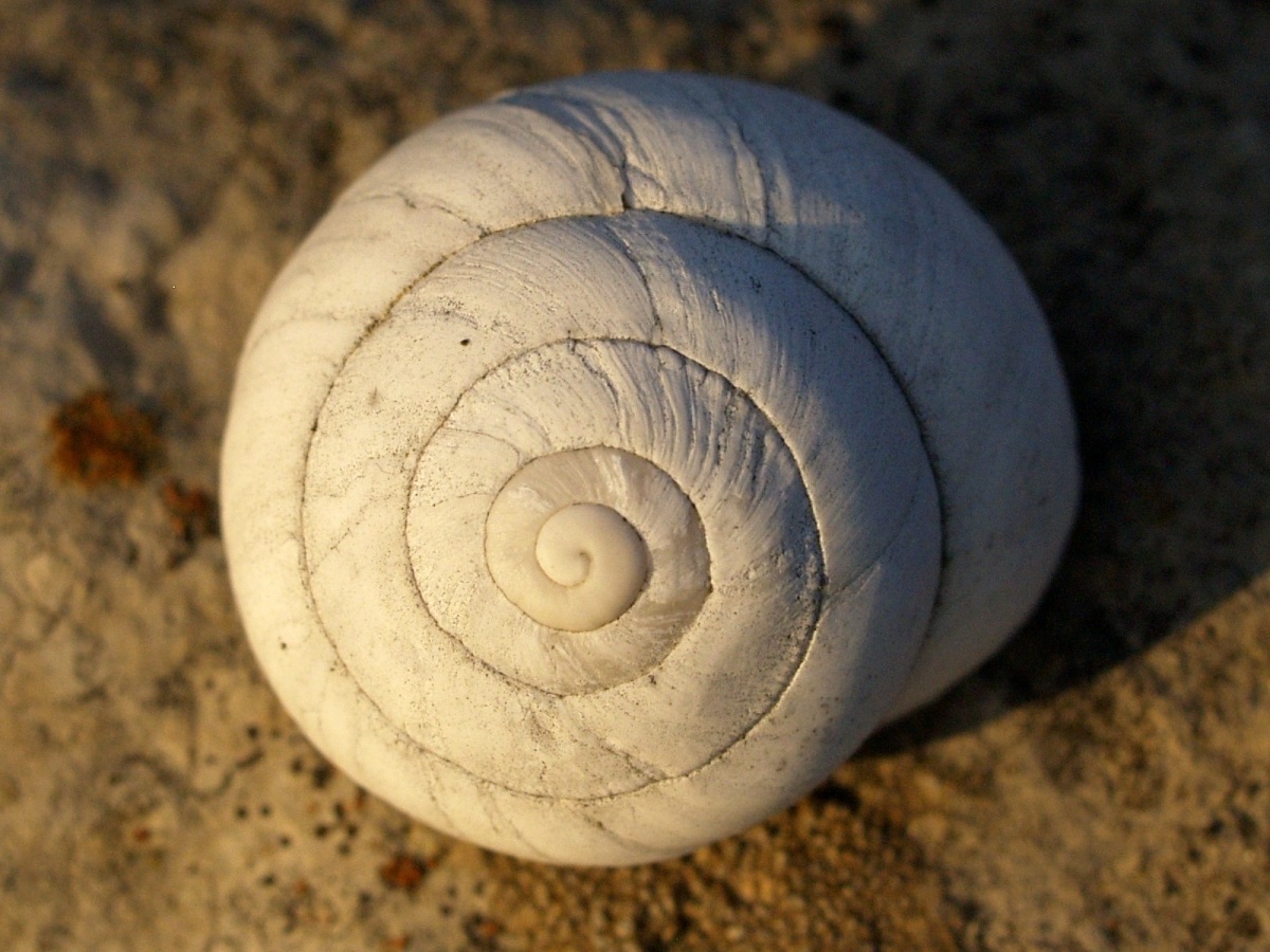 Sphincterochila candidissima
