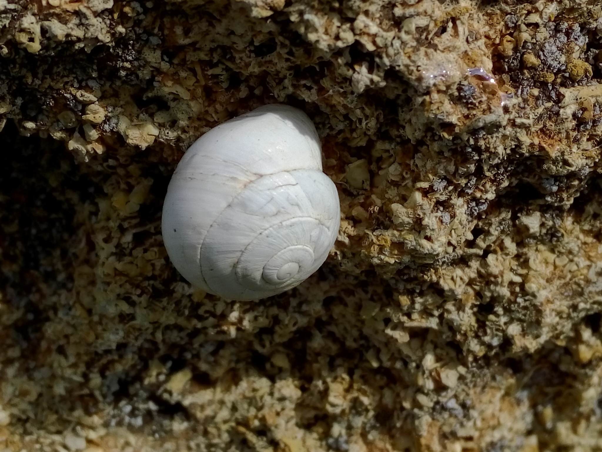 Sphincterochila candidissima
