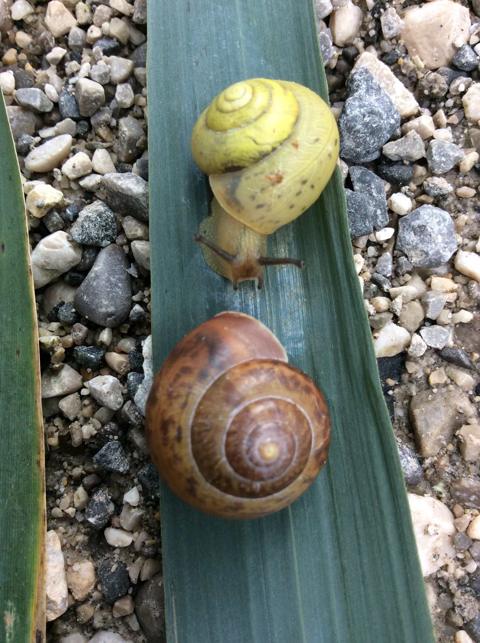 Fruticicola fruticum