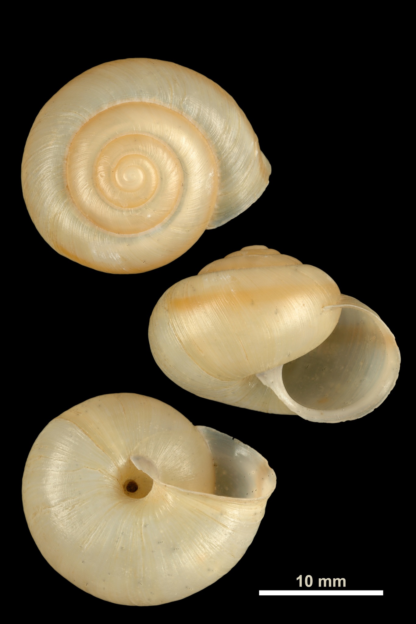 Fruticicola fruticum