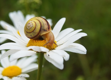 Fruticicola fruticum