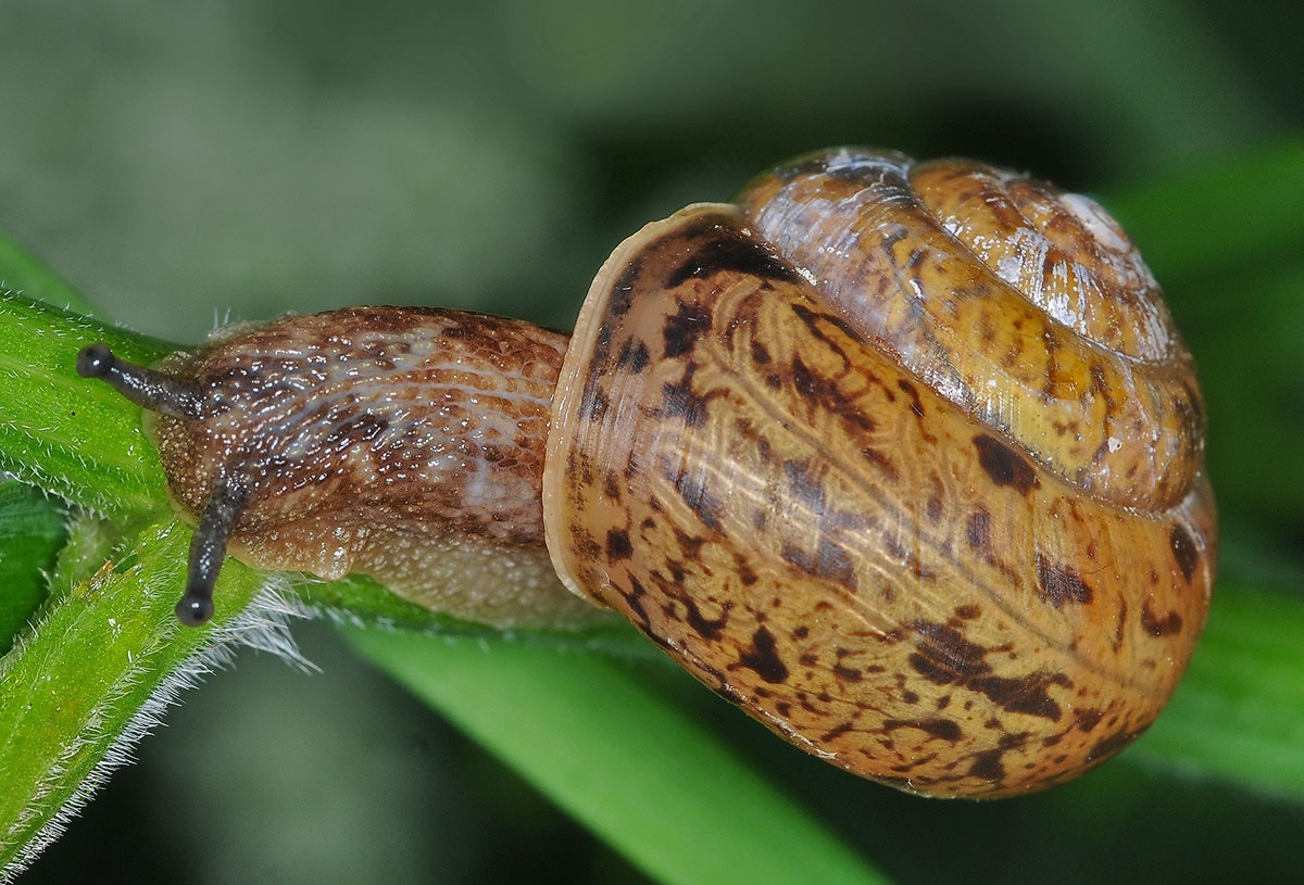 Fruticicola fruticum