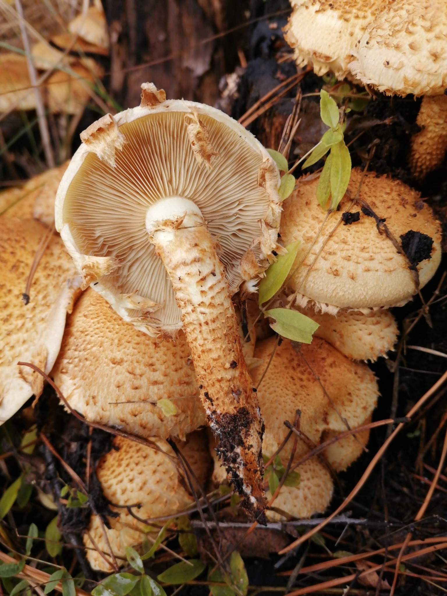 Pholiota squarrosa