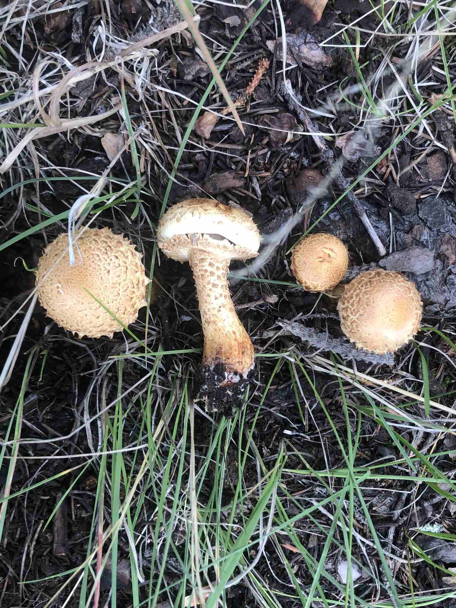 Pholiota squarrosa
