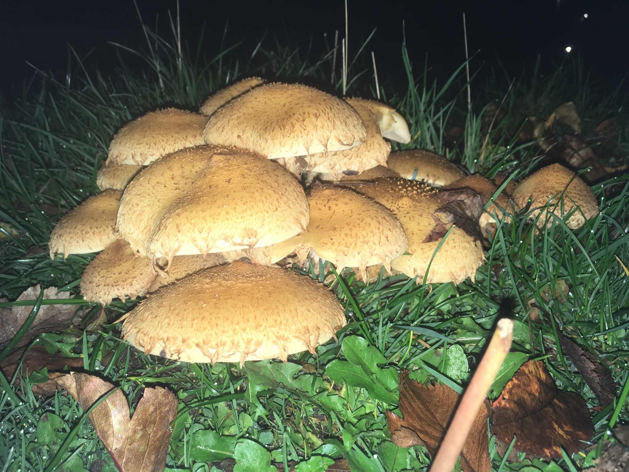Pholiota squarrosa