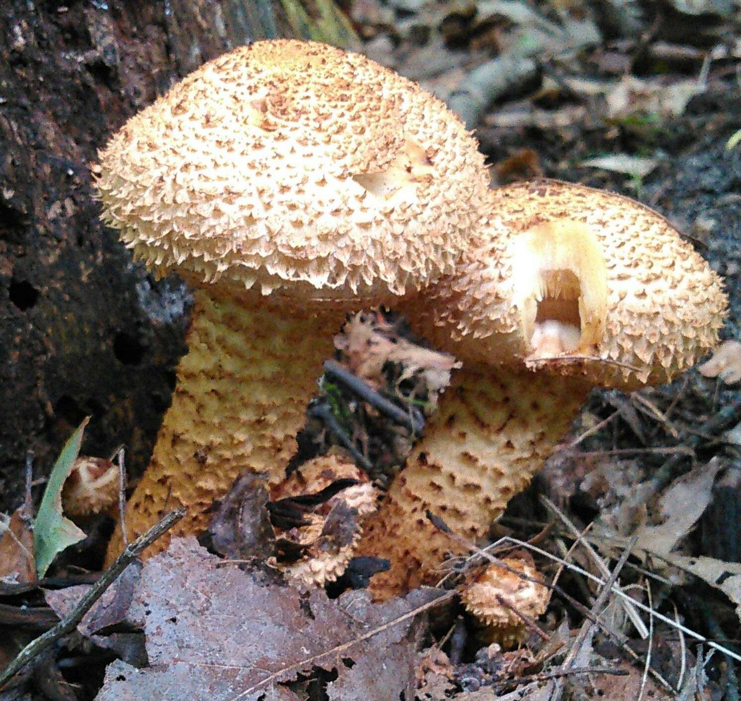 Pholiota squarrosa