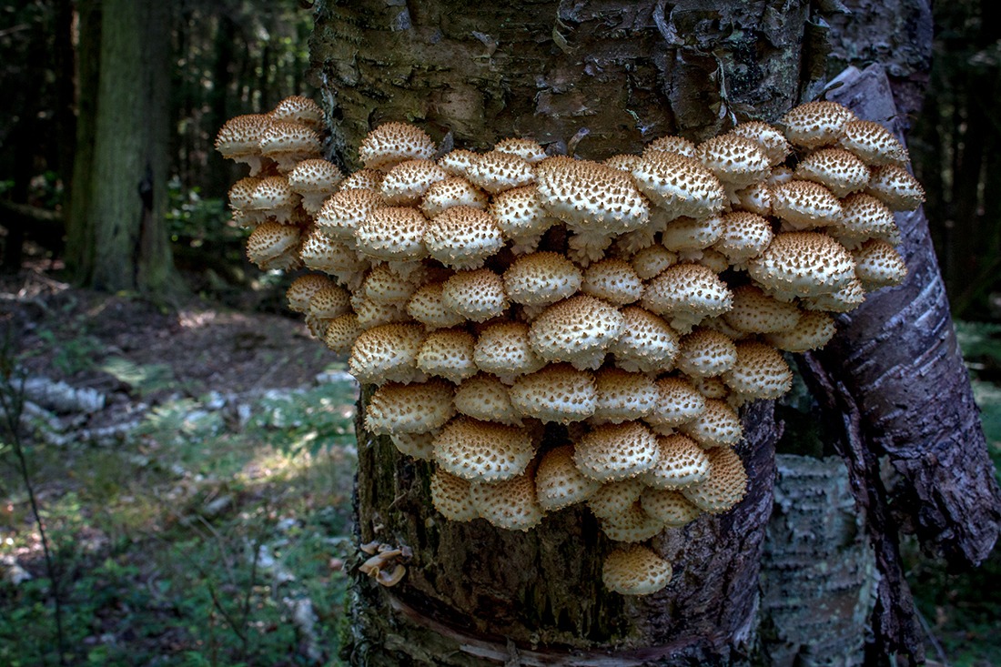 Pholiota squarrosa