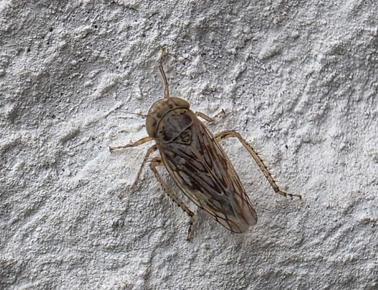 Neoaliturus haematoceps