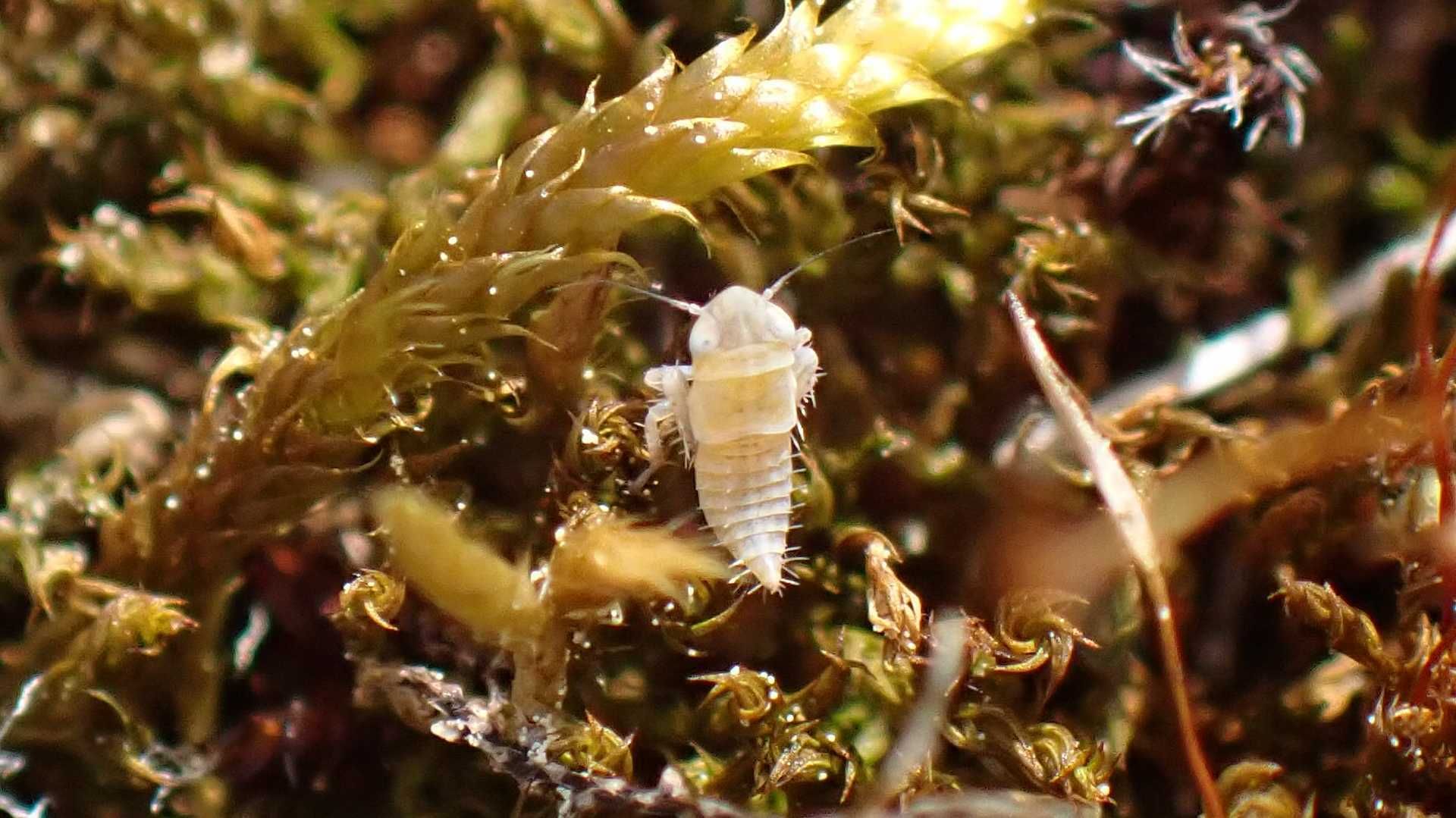 Neoaliturus haematoceps