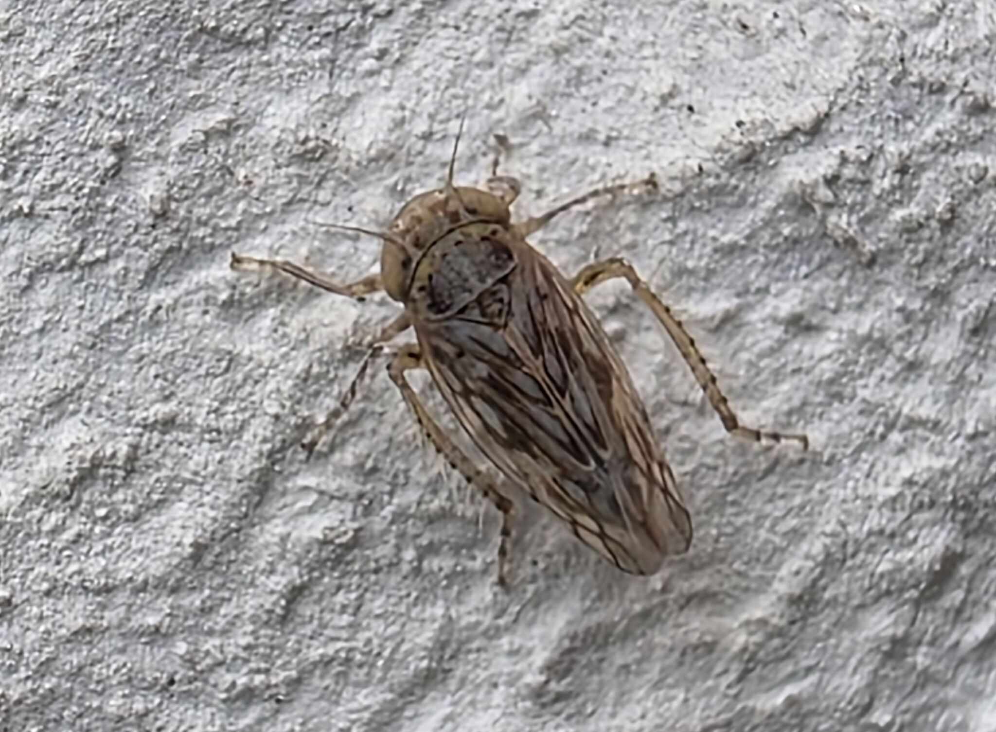 Neoaliturus haematoceps