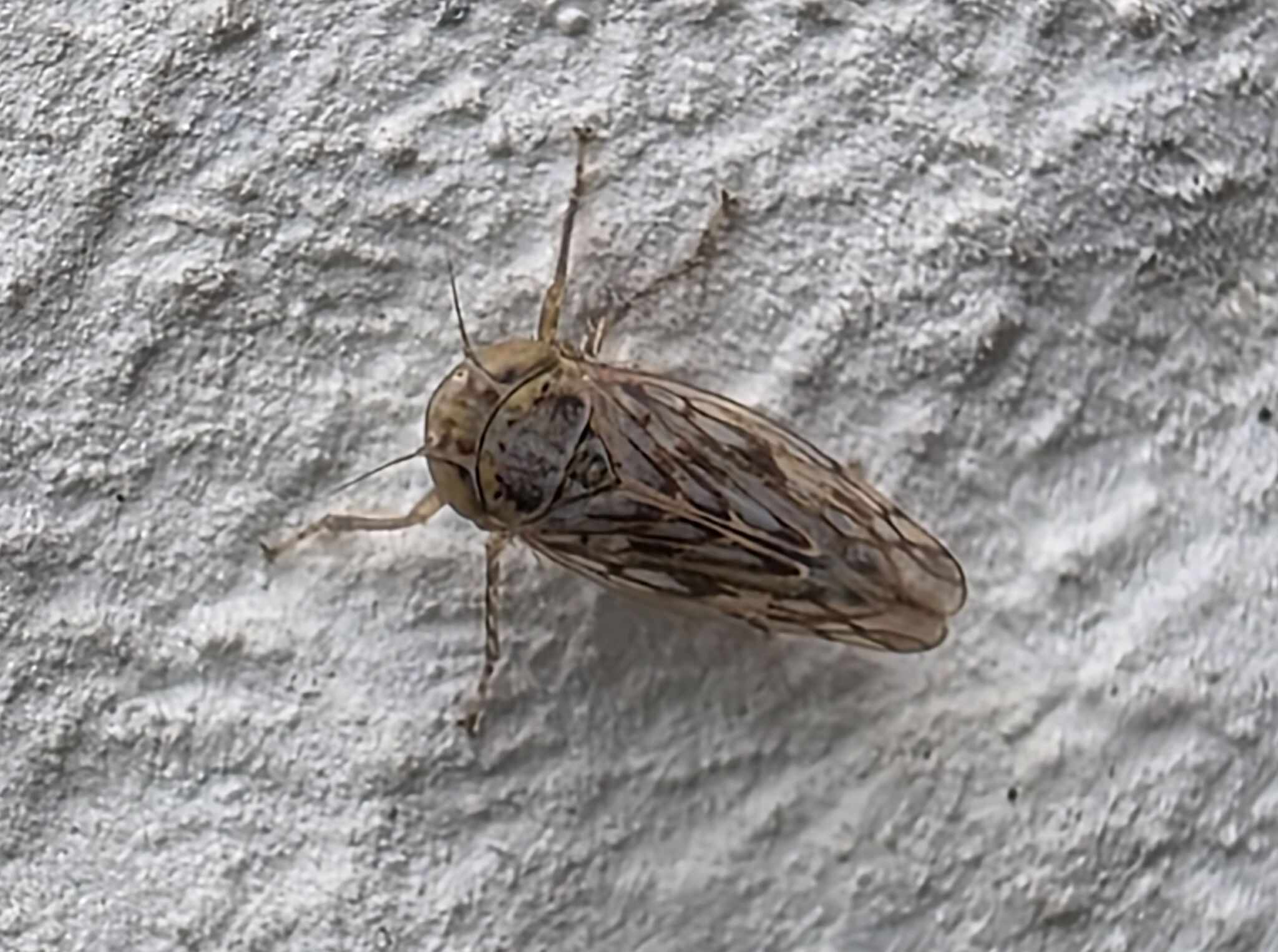 Neoaliturus haematoceps