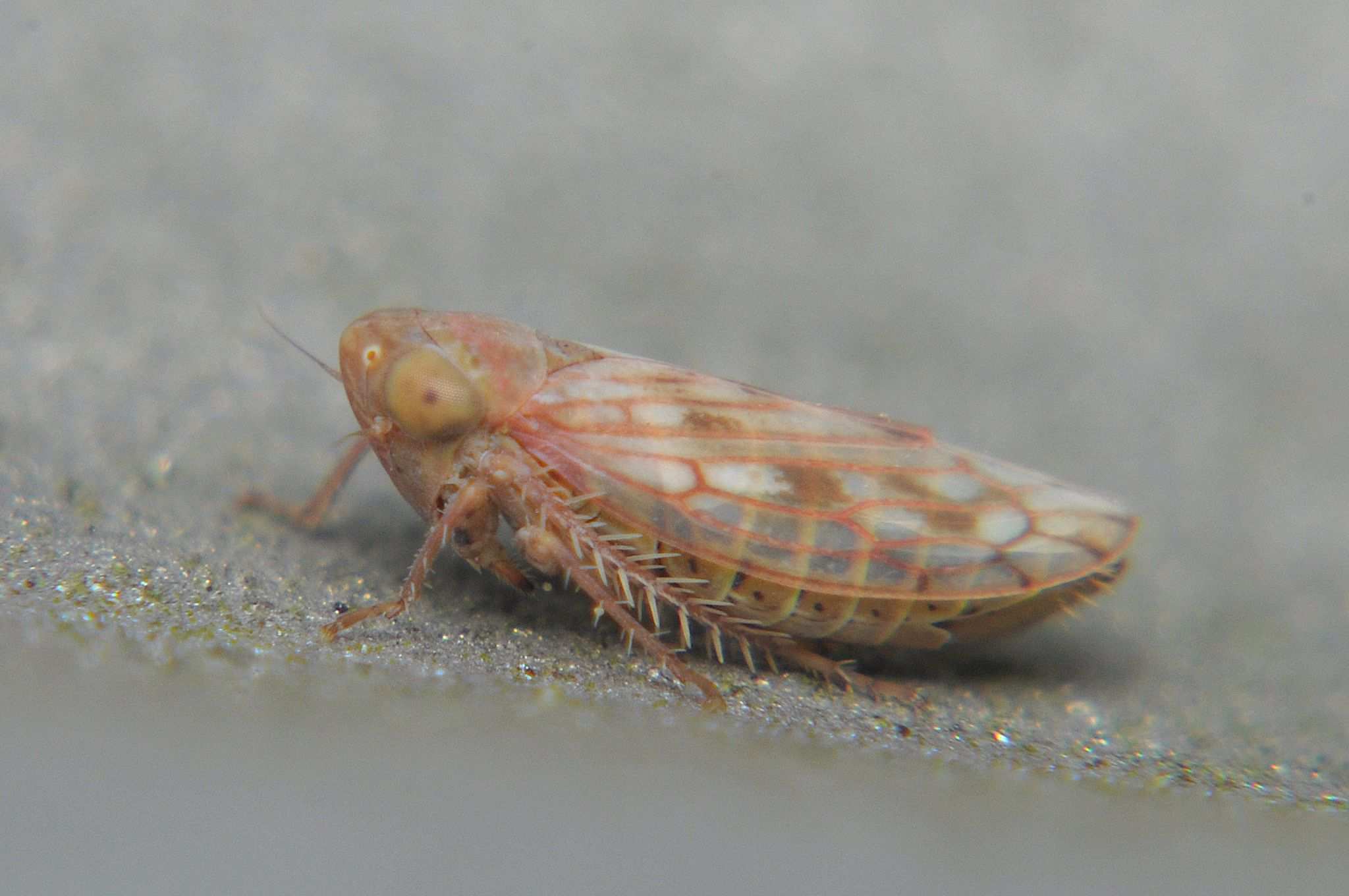 Neoaliturus haematoceps