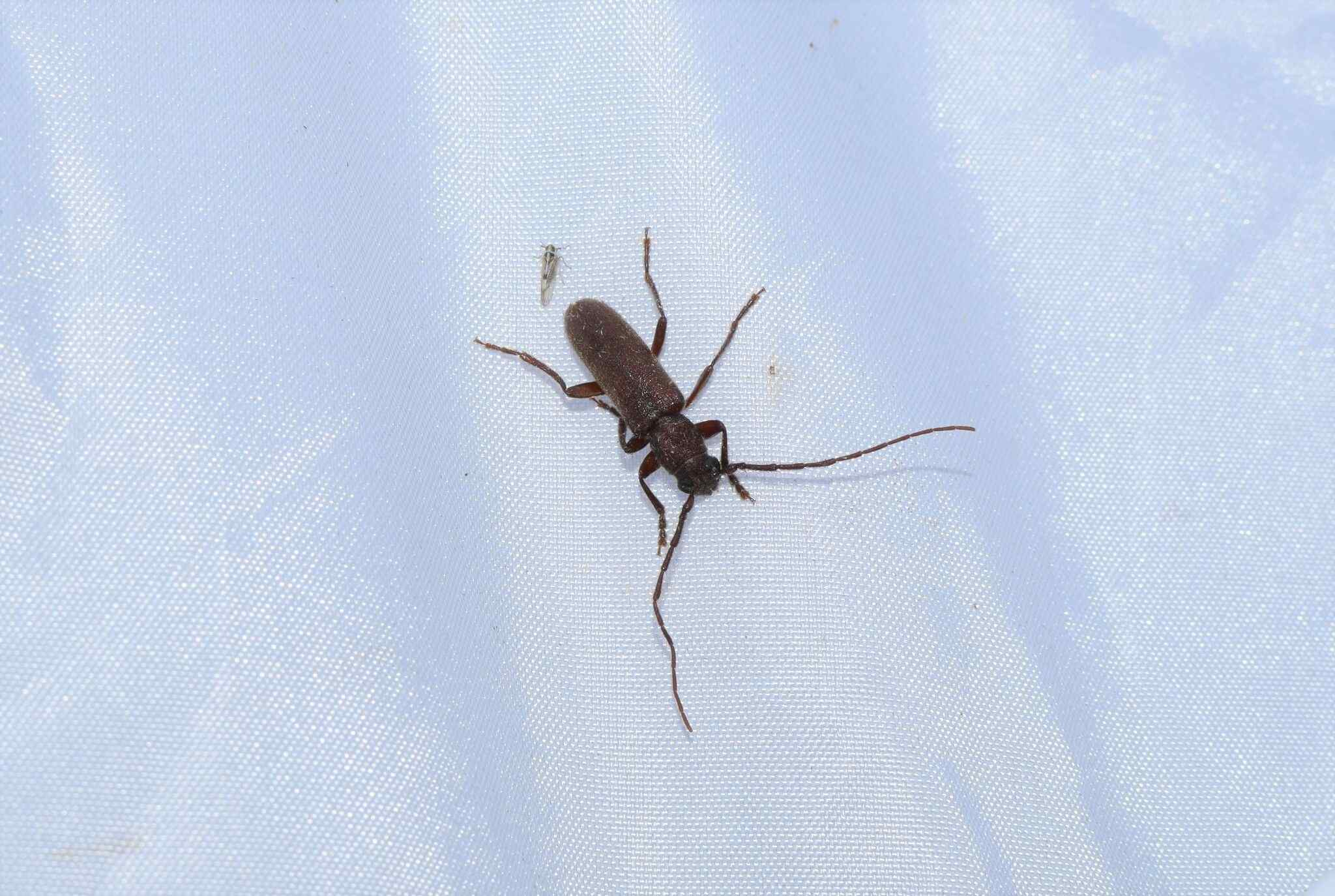 Cephalallus unicolor