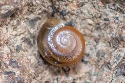 Retinella