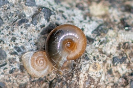 Retinella
