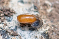 Retinella