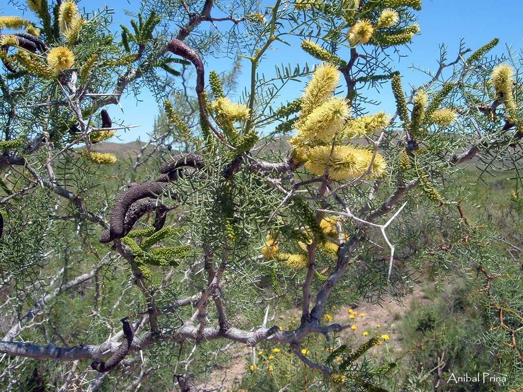 Neltuma ruizlealii