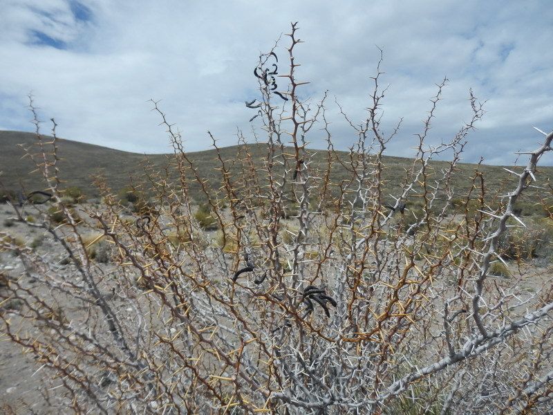 Neltuma ruizlealii