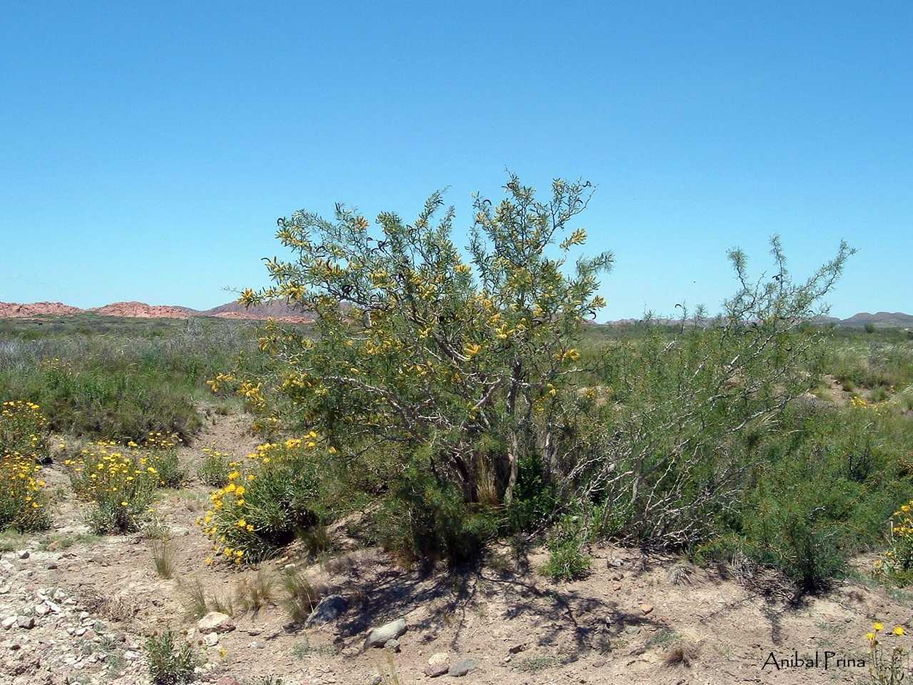 Neltuma ruizlealii