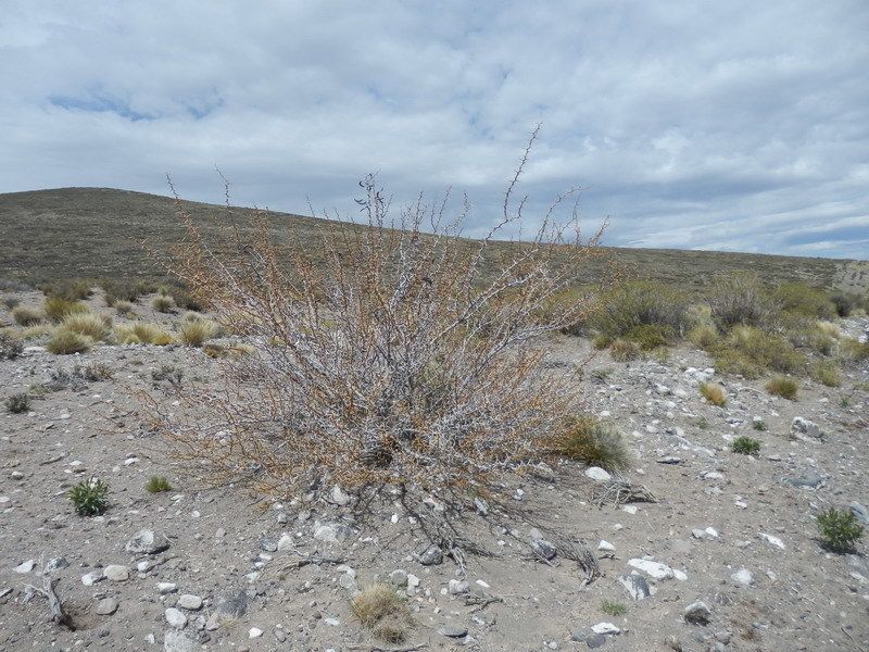 Neltuma ruizlealii