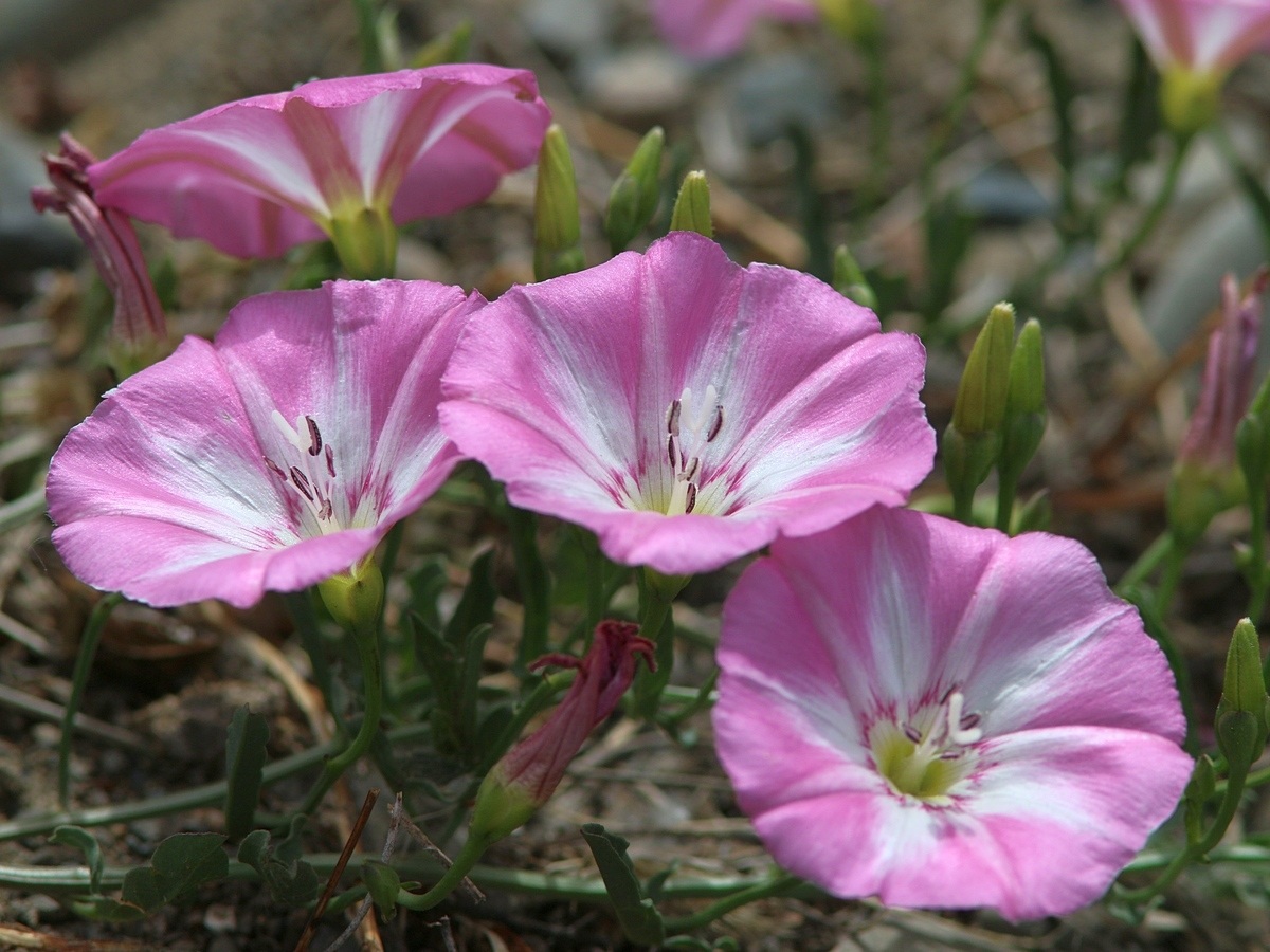 Convolvulus arvensis