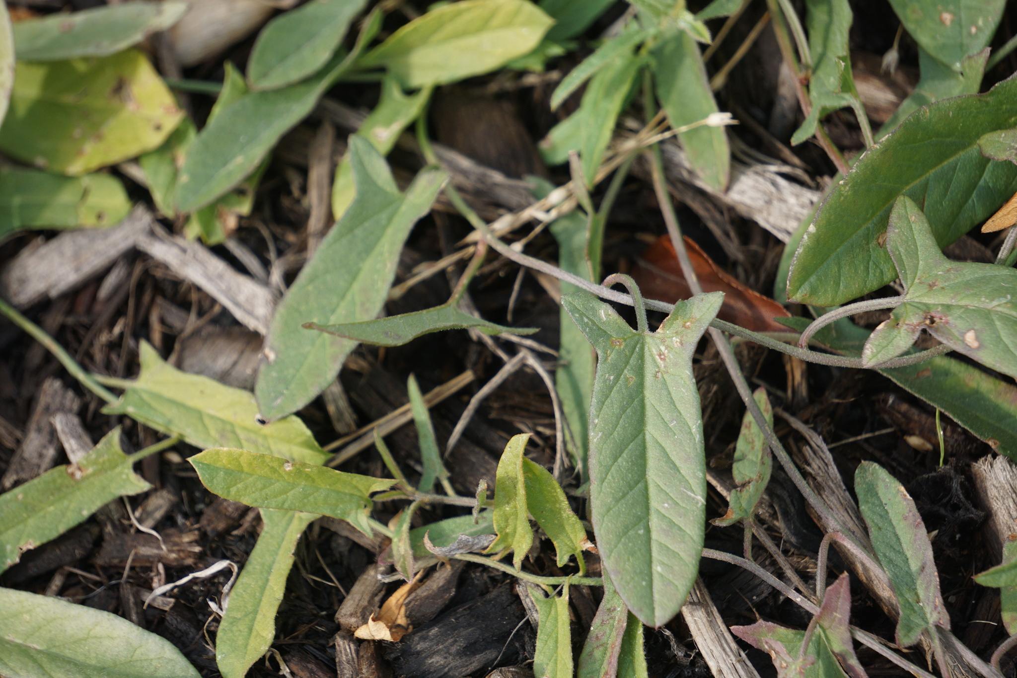 Convolvulus arvensis