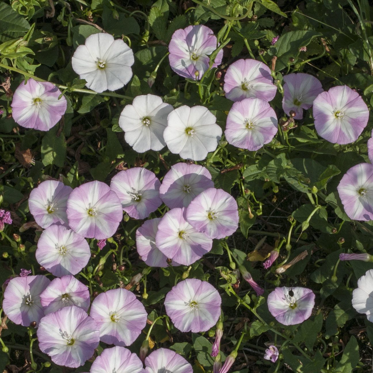 Convolvulus arvensis