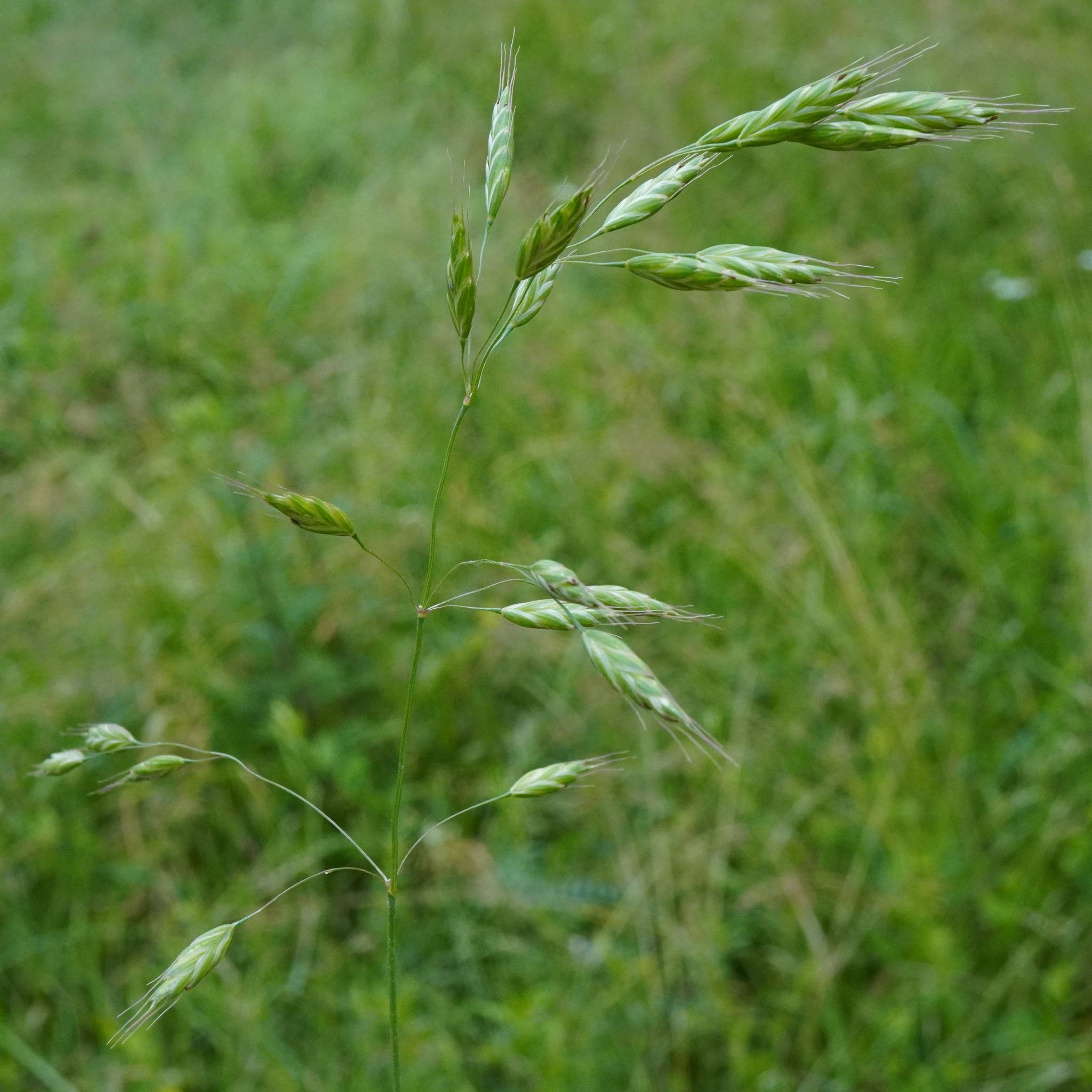 Bromus racemosus