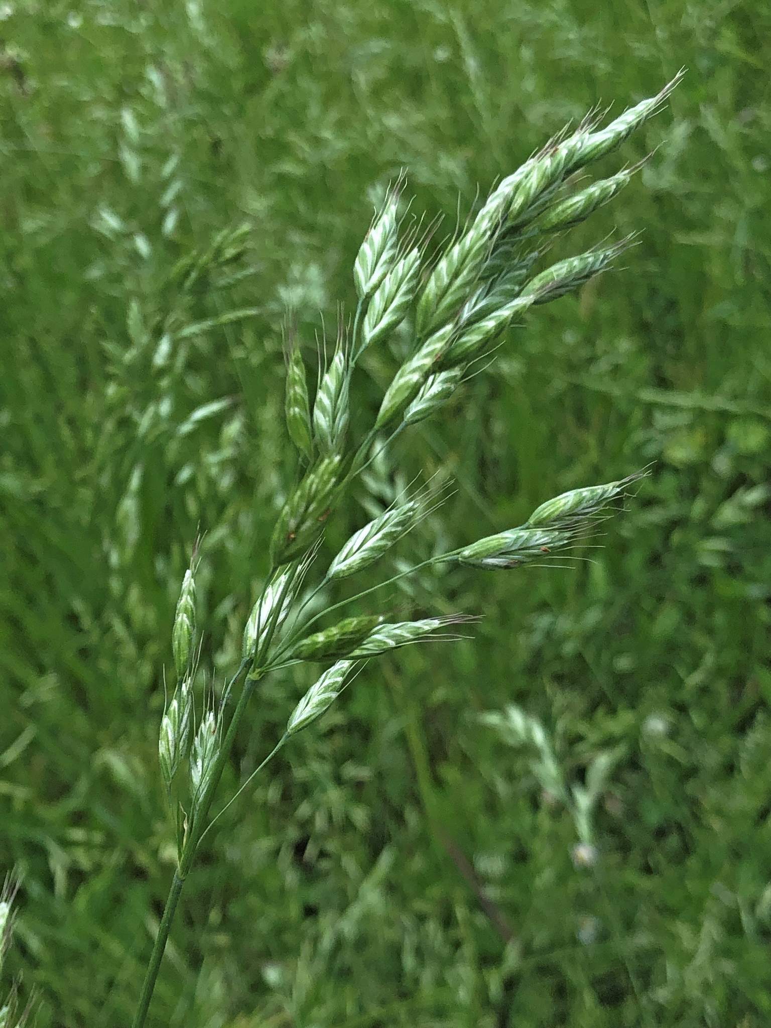Bromus racemosus