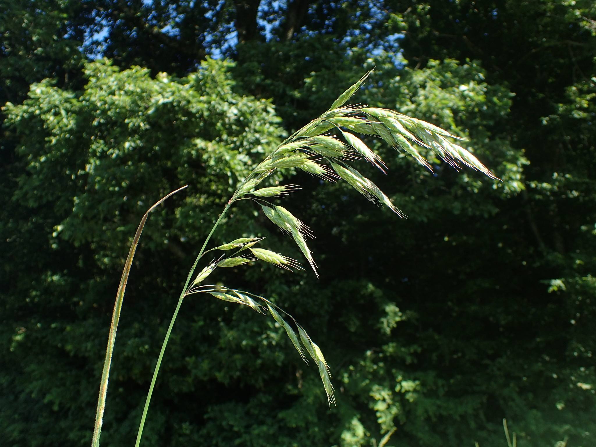 Bromus racemosus
