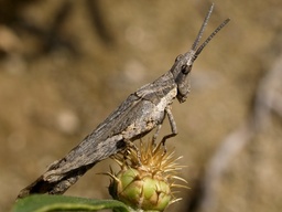 Pyrgomorpha conica
