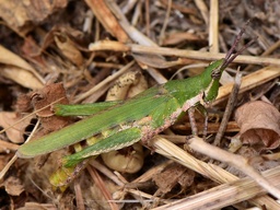 Pyrgomorpha conica