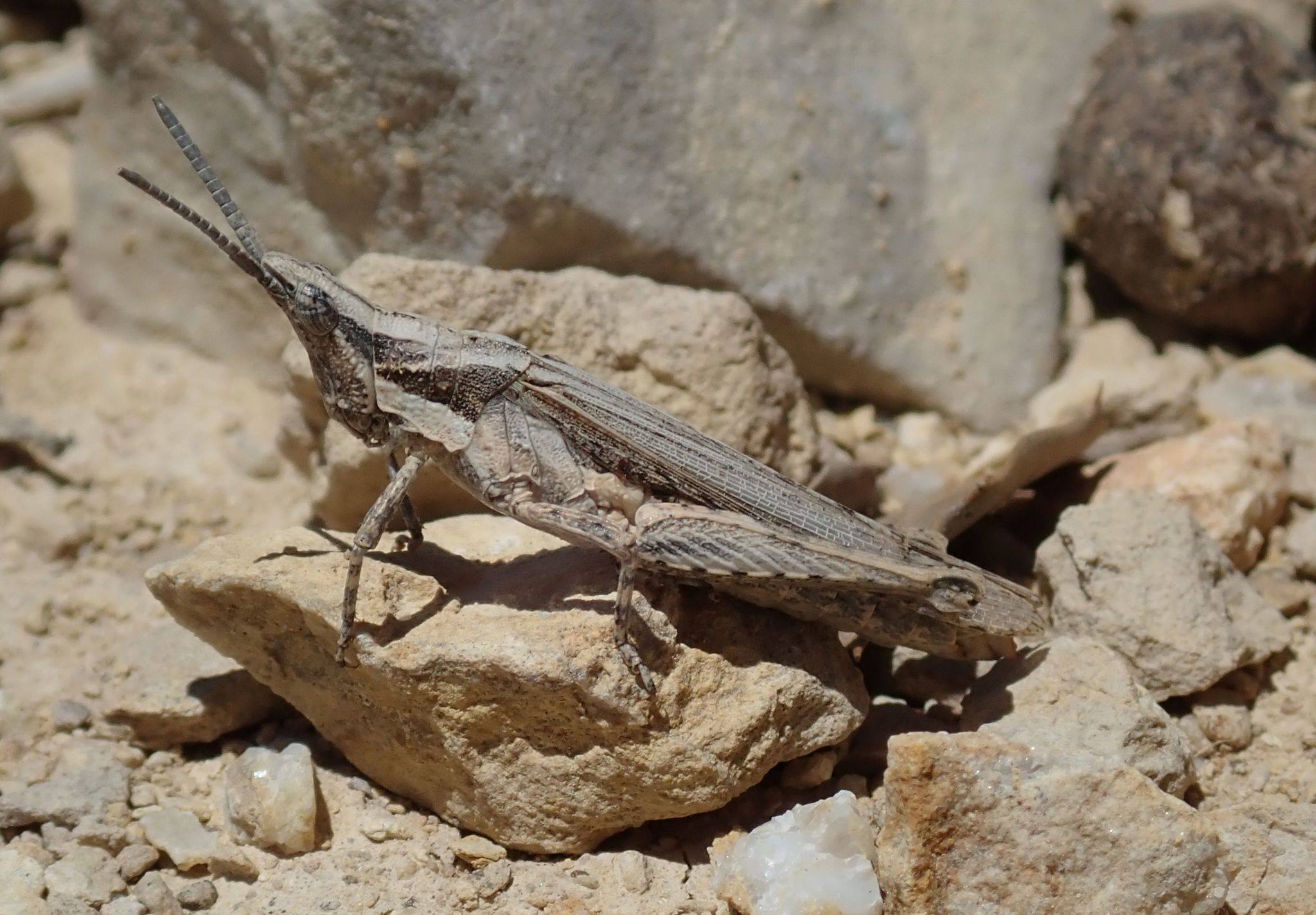 Pyrgomorpha conica