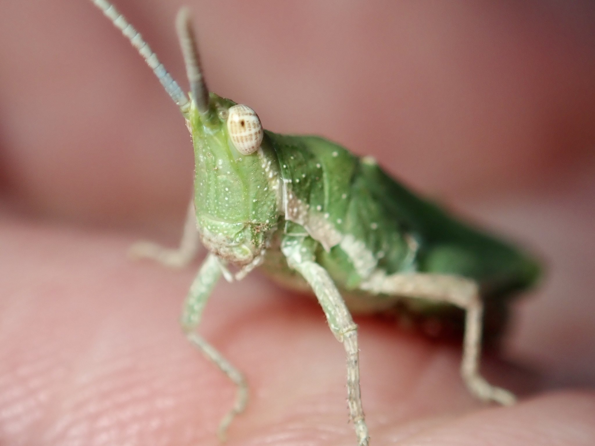 Pyrgomorpha conica