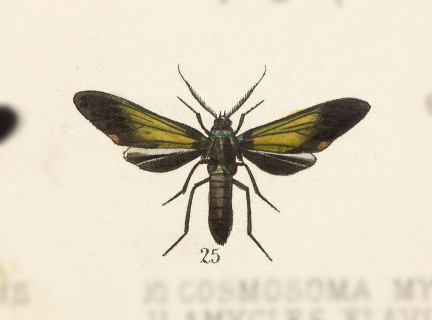 Ceramidia