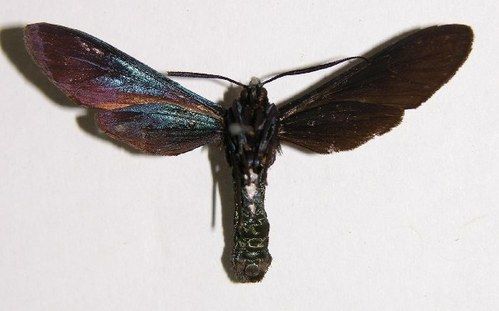 Ceramidia
