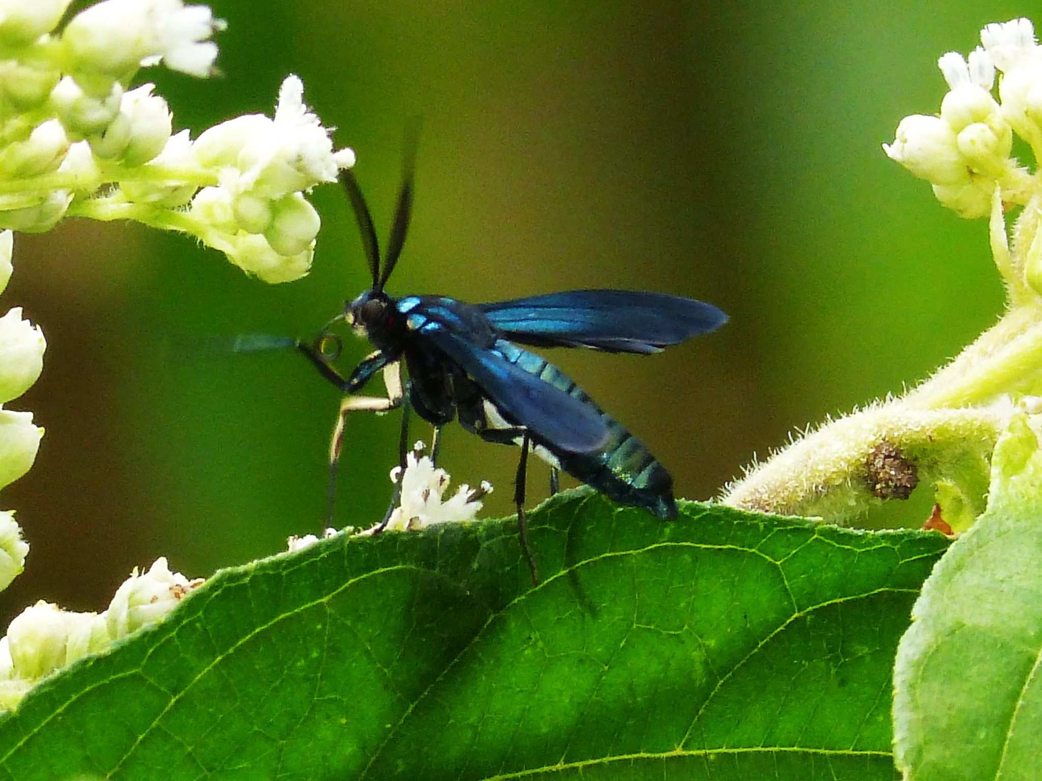 Ceramidia