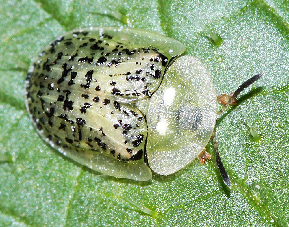 Cassida nebulosa